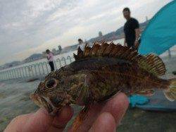 北公園　家族でサビキが楽しい