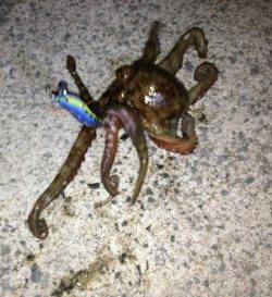 田ノ浦～新子調査でタコ～