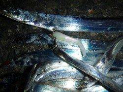 夜の兵突楽しいタチウオ釣り！