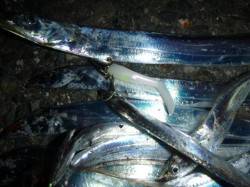 夜の兵突楽しいタチウオ釣り！