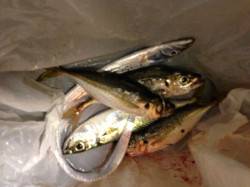 兵庫突堤でスピンテールジグ5gでタチウオ。…