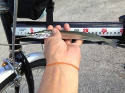 【芦屋浜ベランダ２８ｃｍサヨリちゃん登場！…