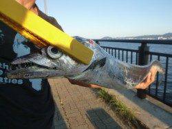 空港で90cmのタチウオも!