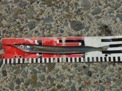 【サヨリ好調♪良型も混じります！】南芦屋浜