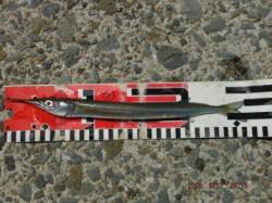 【サヨリ好調♪良型も混じります！】南芦屋浜…