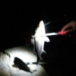 夜の忠岡貯木場 北水門で短時間勝負!!