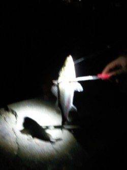 夜の忠岡貯木場 北水門で短時間勝負!!