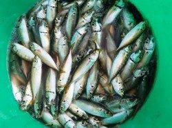 ☆小アジ爆裂☆泉大津　朝ＲＴ　２８日