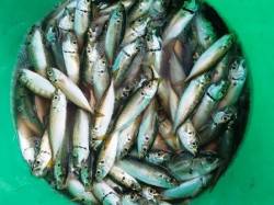 ☆小アジ爆裂☆泉大津　朝ＲＴ　２８日