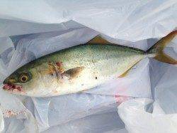 【サビキ好調！ツバスにサンバソウも】南芦屋浜