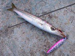 好調！神戸港ルアーでカマス