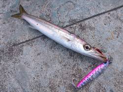 好調！神戸港ルアーでカマス