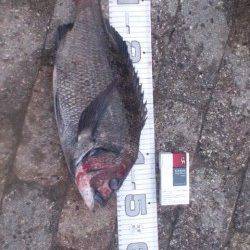 【一投目からキタ～】芦屋のチヌ情報