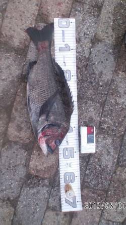  【一投目からキタ～】芦屋のチヌ情報