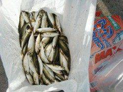 【タコが熱い!?】南芦屋浜リアルタイム