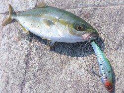 今朝(29日)の神戸港 ルアーでツバス！