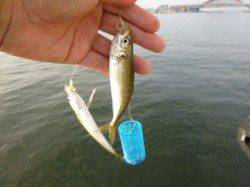 小野浜 マアジ17cm