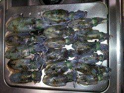 小島へ新子釣り、入れ食いの時間もありました！