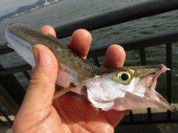 神戸空港でシオなど