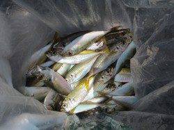 和歌山でもサヨリが来た！【３日】田ノ浦RT