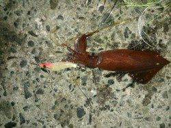 アジュール舞子!剣先イカ出ました!