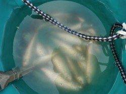 釣りは楽しい～♪泉大津RT　４日・朝