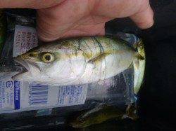 朝の空港ツバスもカマスもシオも！