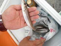 ここが泉州で一番キスが釣れるとこちゃう？