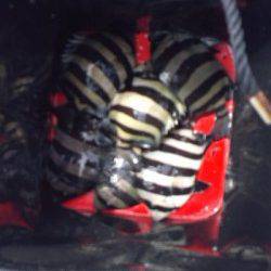 須磨　ウキ釣りでサンバソウ〜20cm8匹　天秤仕掛使用