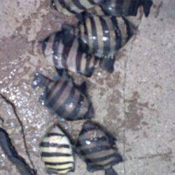 須磨　ウキ釣りでサンバソウ〜20cm8匹　天秤仕掛使用