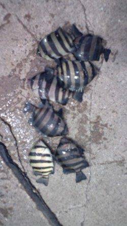 須磨　ウキ釣りでサンバソウ〜20cm8匹　天秤仕掛使用