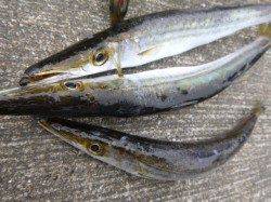 空港、ほったらかしでシオ！