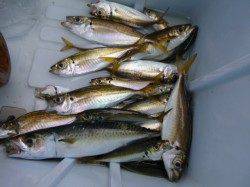 最新釣果情報 小野浜　大型マアジを仕留めましょう