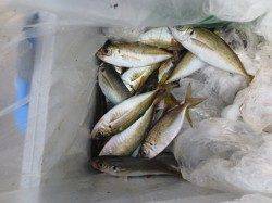 夏休み！田ノ浦でサヨリ♪小サバ☆４日ＲＴ