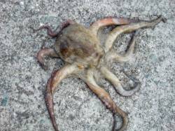 【大変よく釣れてます】南芦屋浜リアルタイム…