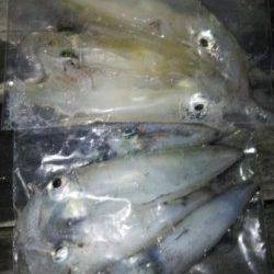 イカはいかが？