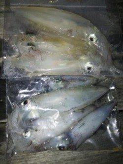 イカはいかが？