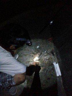 田村漁港でのオクトパッシング釣果