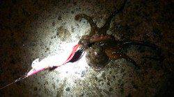 兵庫突堤　タコエギでタコ　サビキで豆アジ＆小サバ多数