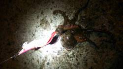 兵庫突堤　タコエギでタコ　サビキで豆アジ＆…
