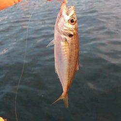 兵庫突堤　タコエギでタコ　サビキで豆アジ＆小サバ多数