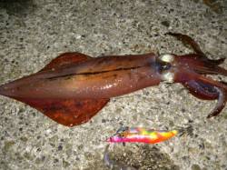 大蔵海岸　エギングでケンサキイカ22cm＆…