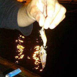 泉佐野エリアでのエギング釣果