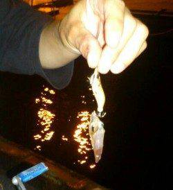 泉佐野エリアでのエギング釣果