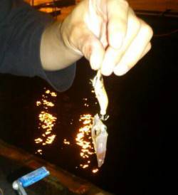 泉佐野エリアでのエギング釣果