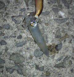 泉佐野エリアでのエギング釣果