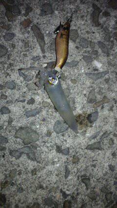 泉佐野エリアでのエギング釣果