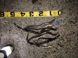 アジュール舞子～西舞子、投げ釣りでアナゴＧＥＴ！