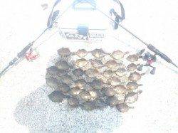 胴付きでカワハギ狙い！活性高く大漁です！