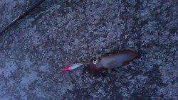 舞子でエギング、ケンサキ釣れています！